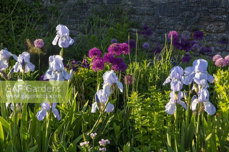 The long border - Iris and alliums growing in a raised bed 