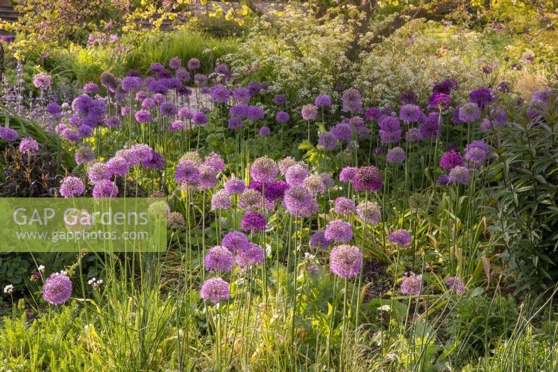 Various varieties of Alliums growing with Anthriscus sylvestris - cow parsley 
