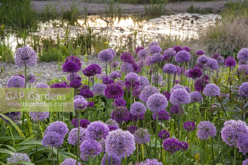 View over the gravel garden towards pond planting of various varieties of alliums