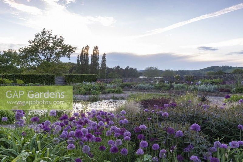 Sunrise view over the gravel - alliums and mixed planting flower beds and small pond 