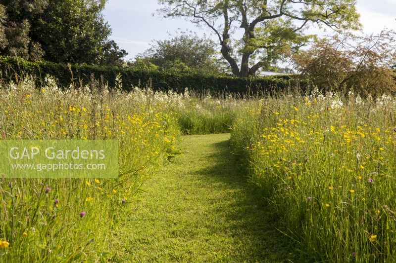 Meadow garden with a mowed path through field of buttercups, Camassia leichtlinii and grasses 