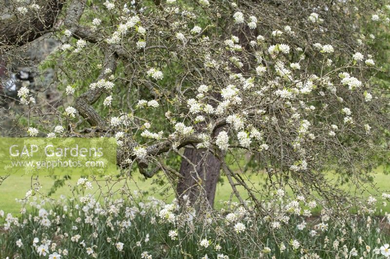 Pyrus amygdaliformis - pear tree blossom in spring