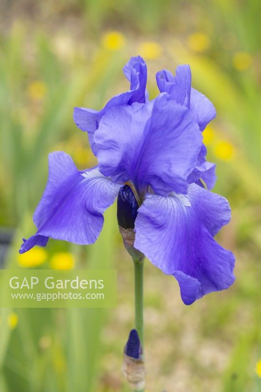 Iris 'Pacific Panorama' - Bearded Iris