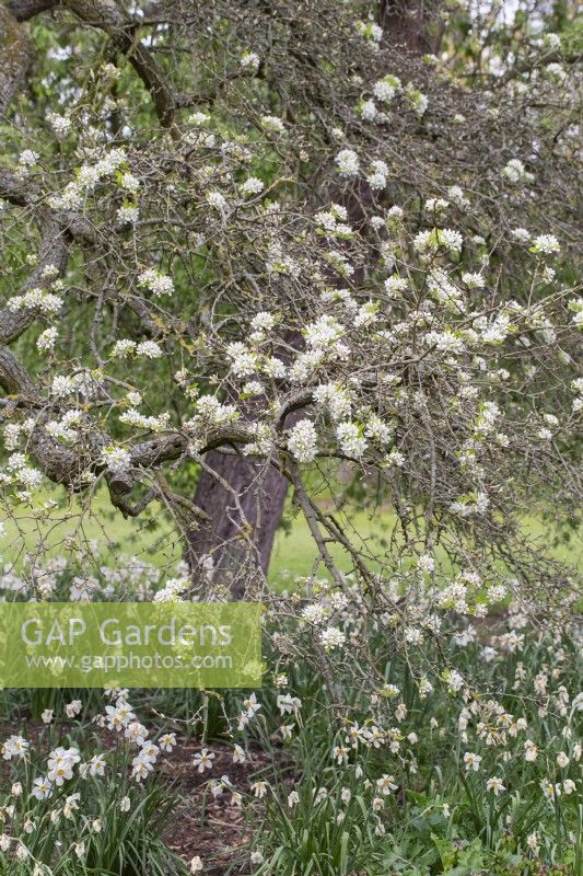 Pyrus amygdaliformis - pear tree blossom in the spring