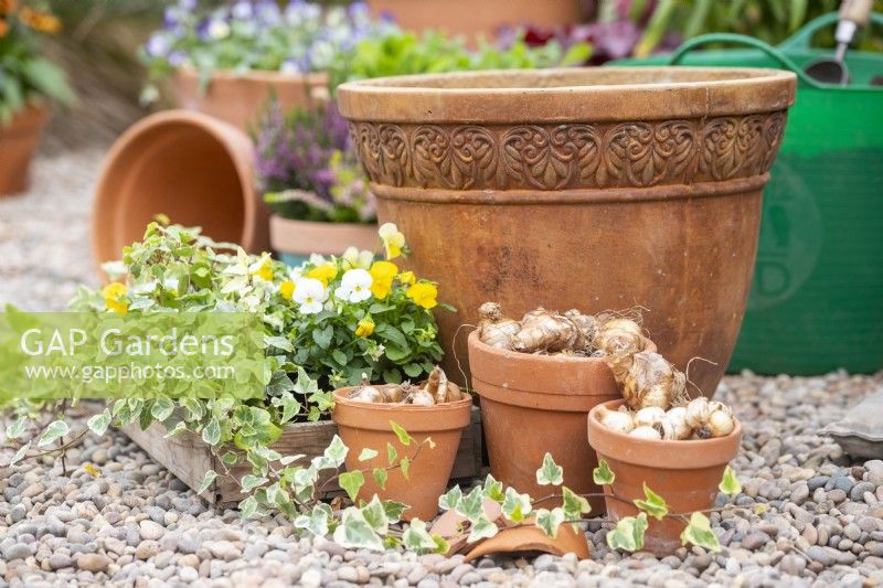 Narcissi 'Pipit', 'Geranium' and 'Tete-a-Tete' bulbs with white and yellow Violas, Ivy and a large terracotta container laid out on the ground
