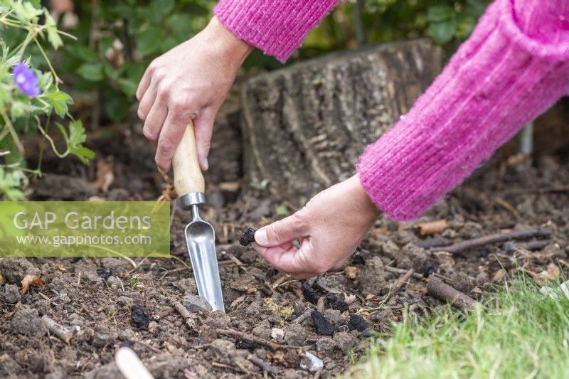 Woman planting Anemone 'Blue Shades' bulbs in border
