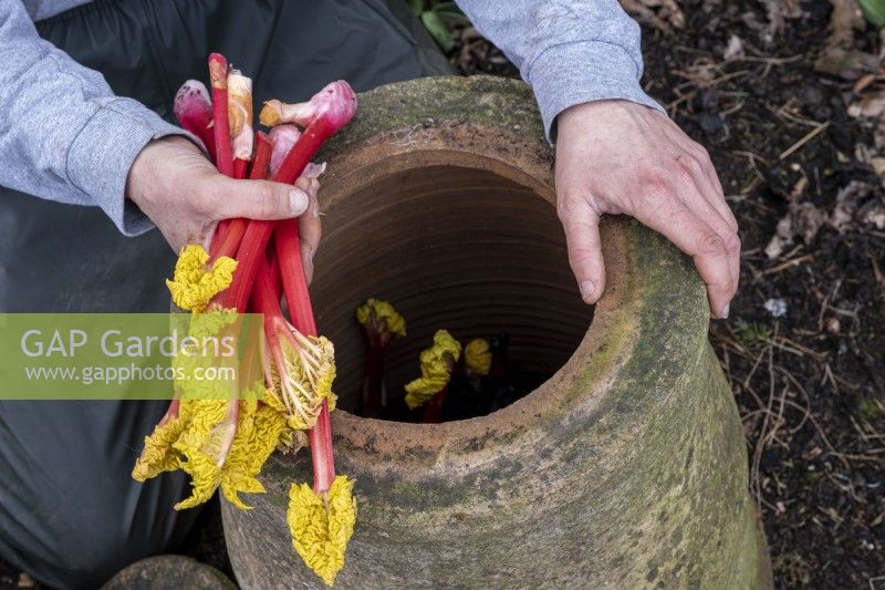 Checking and harvesting forced rhubarb stems