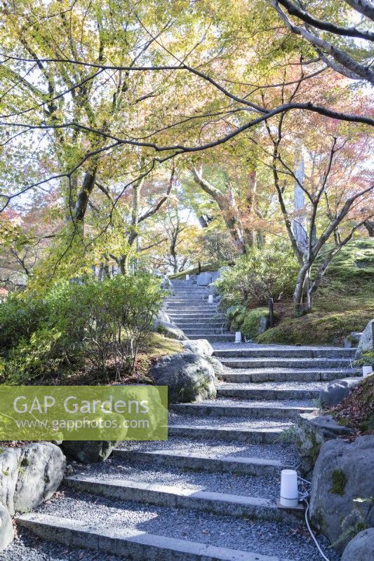 Steps with trees with autumnal colours in the valley garden. 