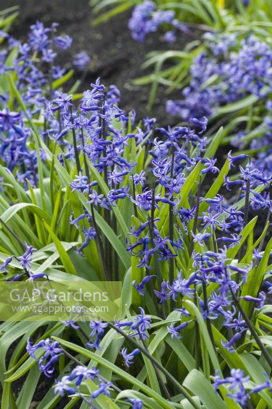 Hyacinthus orientalis. Closeup of original small-flowered species hyacinth from which garden varieties have been bred. April