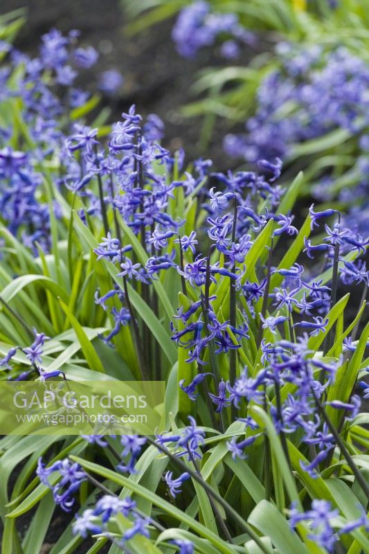 Hyacinthus orientalis. Closeup of original small-flowered species hyacinth from which garden varieties have been bred. April