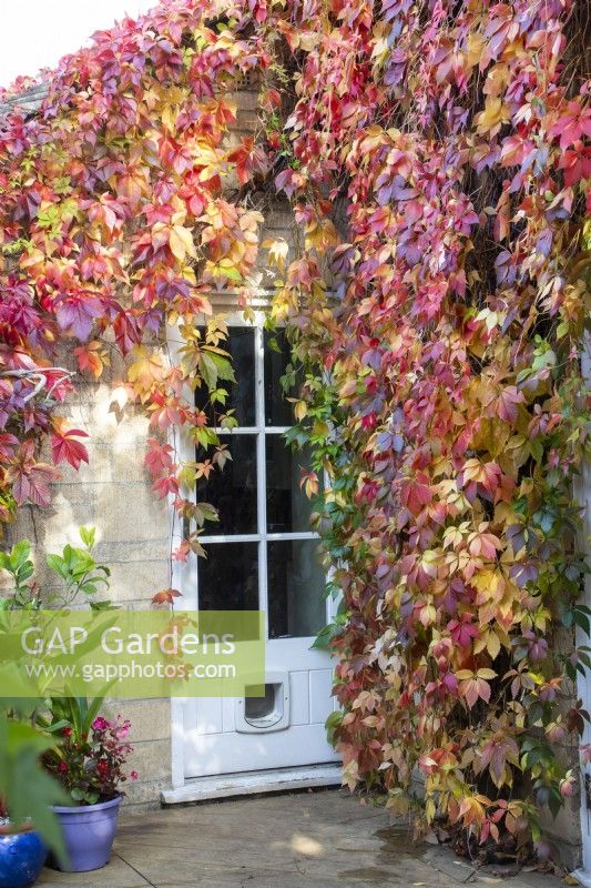 Autumn colours of Parthenocissus quinquefolia around a door at April House, Gloucestershire,