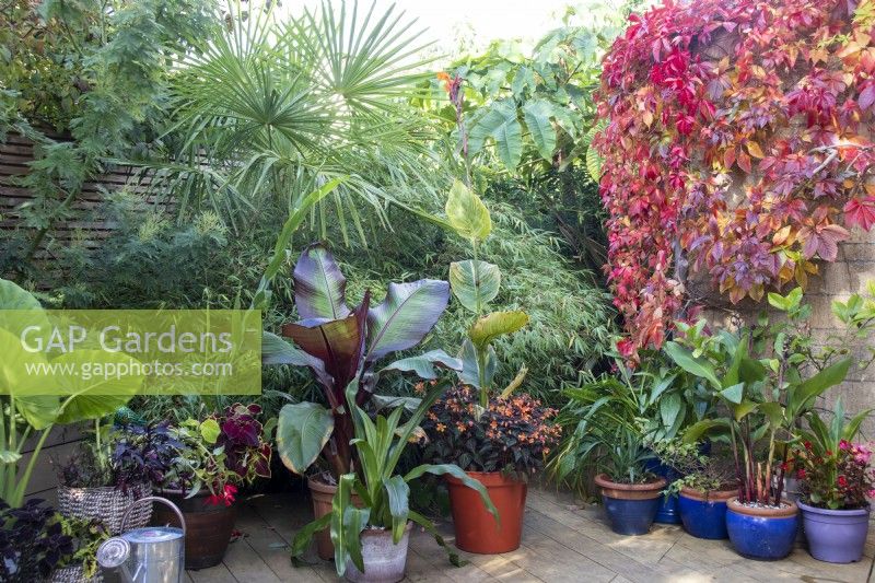 Display of container grown plants at April House, Gloucestershire, including Ensete ventricosum 'Maurelii'  and Begonia 'Burning Embers' with backdrop of bamboo and Parthenocissus quinquefolia.