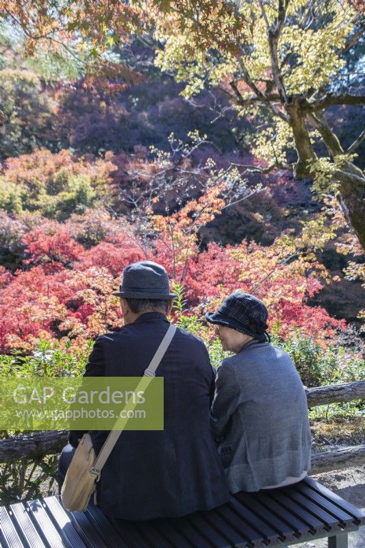 Japanese couple on seat in the valley garden with trees with autumnal colours. 