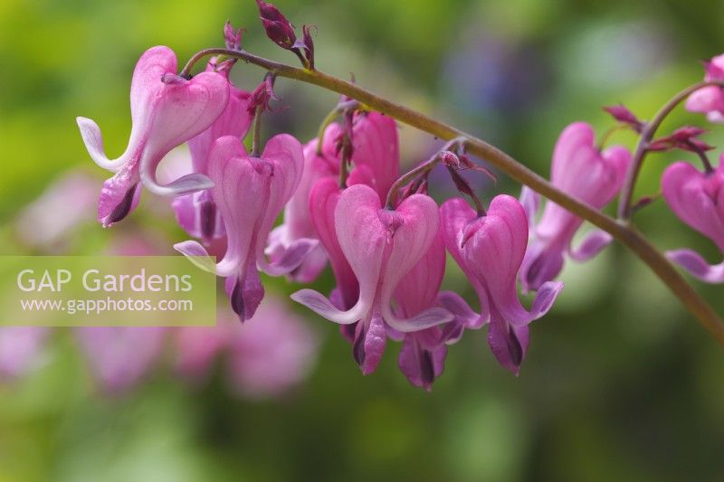 Dicentra 'Candy Hearts'