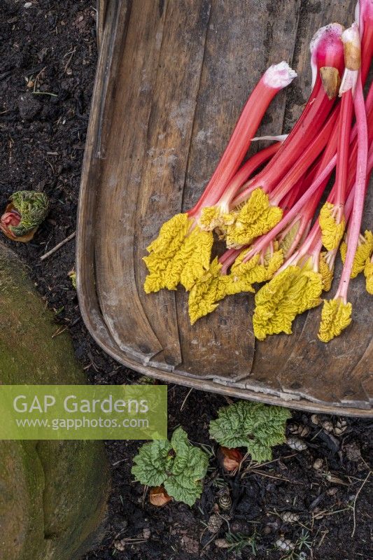 Forced rhubarb stems harvested in early march