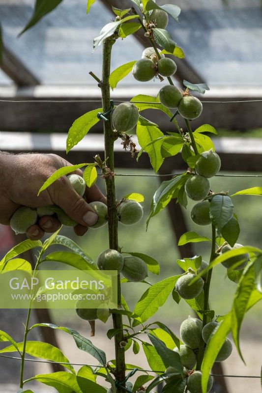 Thinning out fruit on apricot tree in a greenhouse