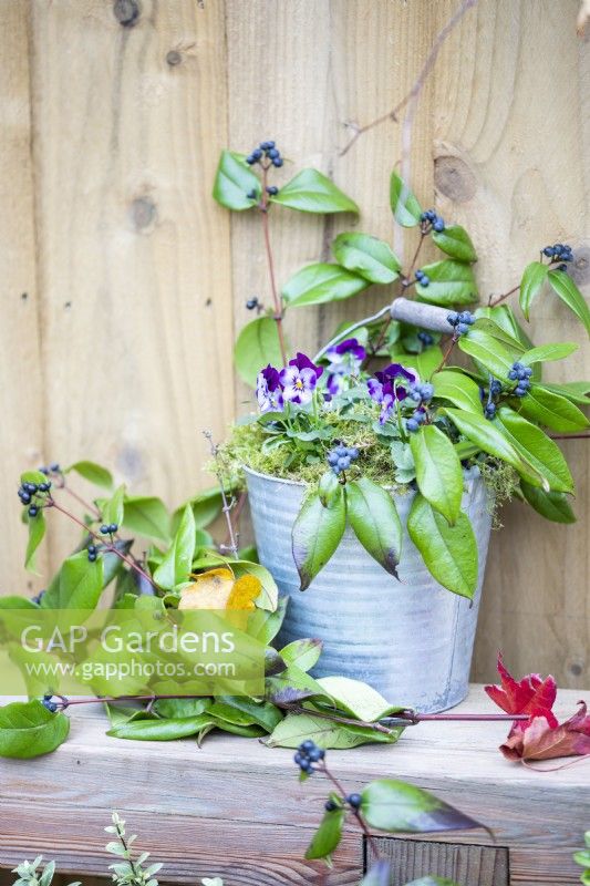 Bucket planted with Viola 'Sorbet Denim Jump Up' with blue blanket and Honeysuckle sprigs on a wooden bench