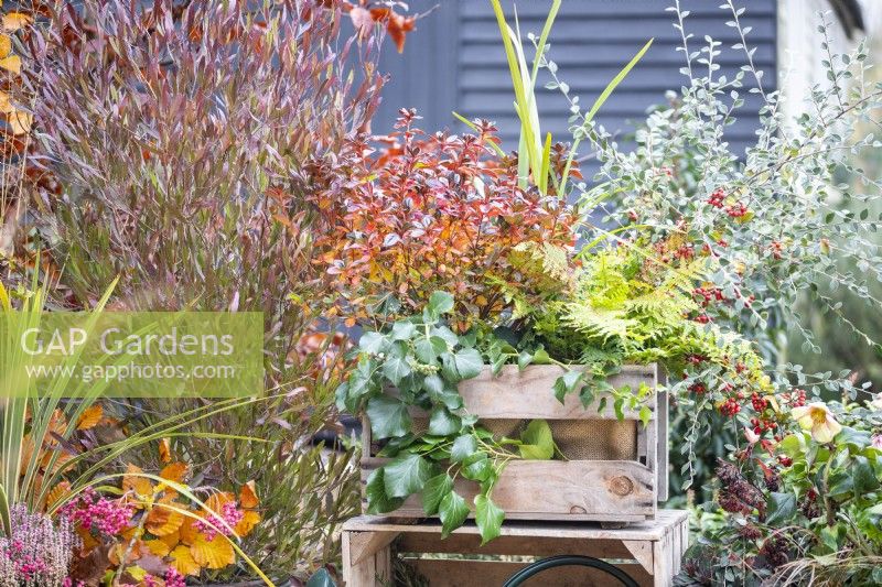 Wooden crate planted with Dryopteris erythrosora - Fern and Azalea japonica 'Stewartsonian'