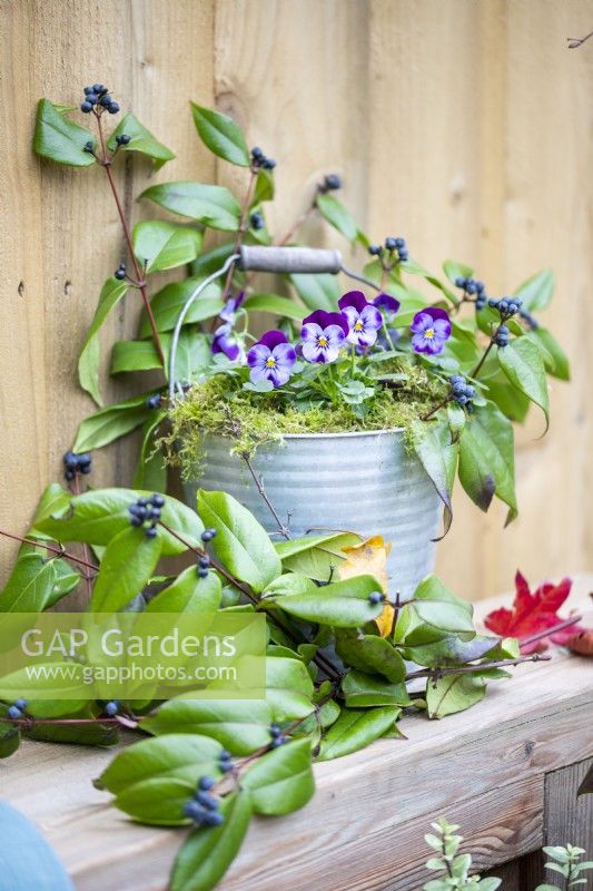 Bucket planted with Viola 'Sorbet Denim Jump Up' with Honeysuckle sprigs on a wooden bench