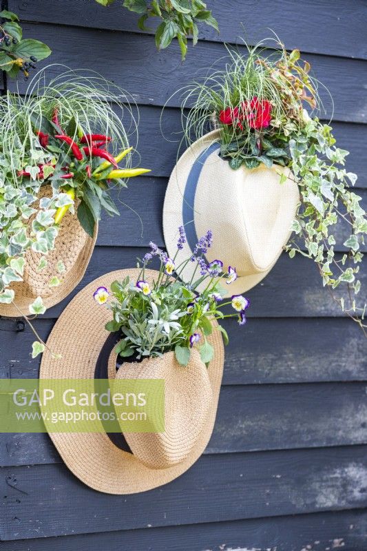 Hat planters containing Ivy, Chilli, Carex, Coprosma, Cyclamen, Lavender and Violas hanging on wooden wall
