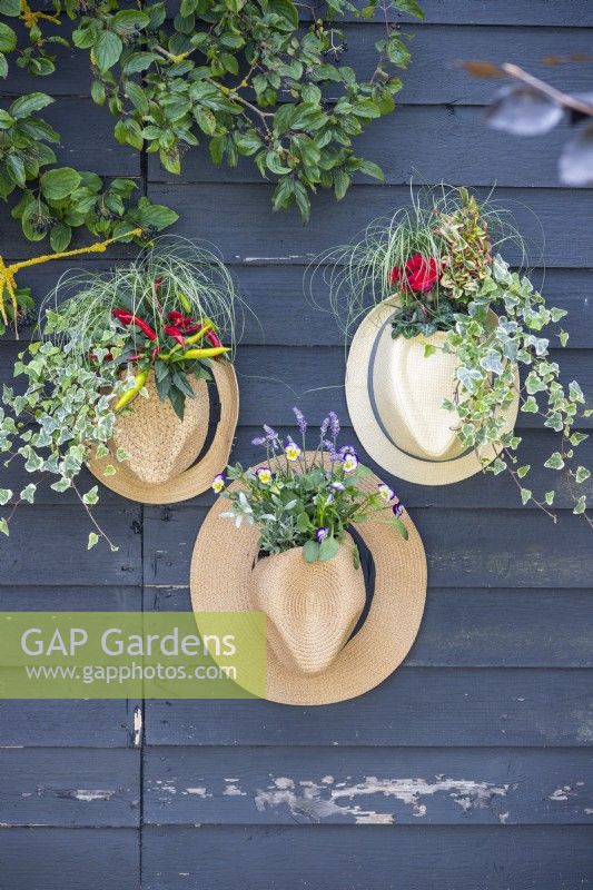 Hat planters containing Ivy, Chilli, Carex, Coprosma, Cyclamen, Lavender and Violas hanging on wooden wall
