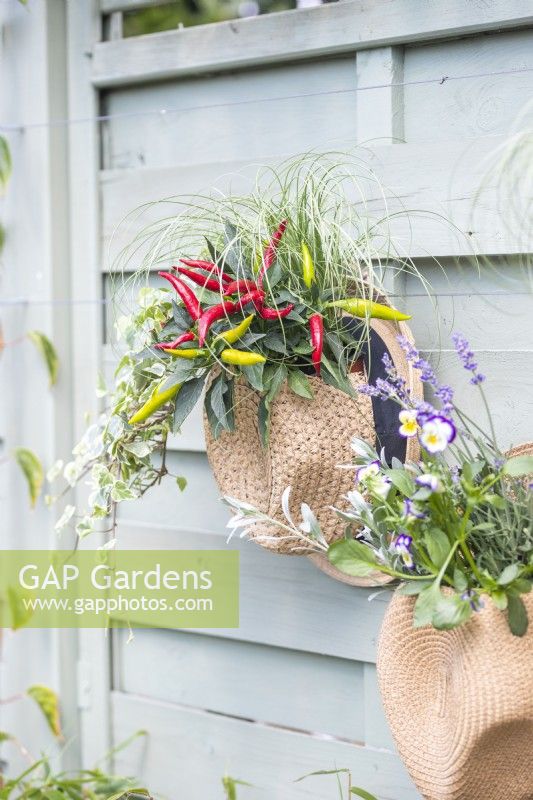 Hat planter containing Chilli, Ivy and Carex hanging on wooden fence