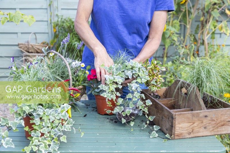 Woman planting Ivy in pot with Cyclamen, Coprosma and Carex