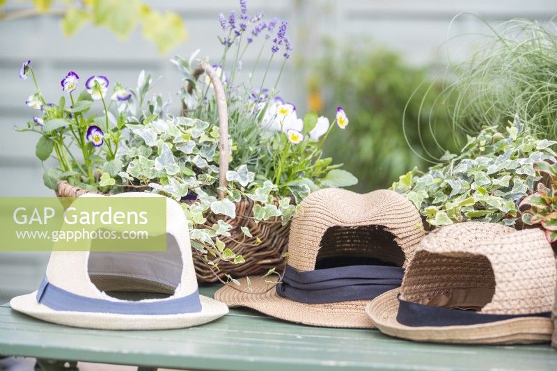 Hats with large holes cut out of the back on table with wicker basket containing Ivy, lavender and Violas