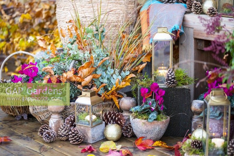 Small lanterns, pinecones and potted Cyclamen in front of wicker basket containing Stipa, Eucalyptus sprigs, Beech sprigs, Chamaecyparis and Cyclamen