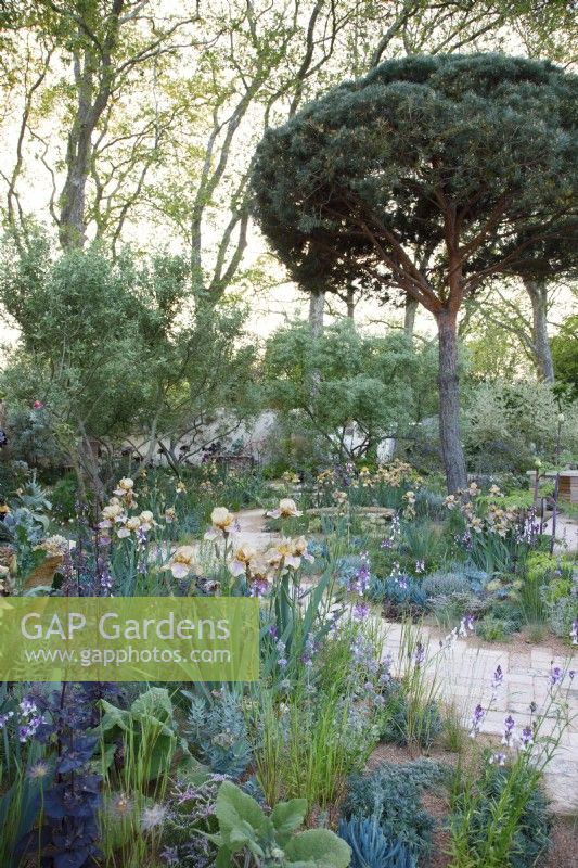 The Nurture Landscapes Garden planted with plants bred by Cedric Morris and a clipped Pinus sylvestris - Designer: Sarah Price - Sponsor: Nurture Landscapes