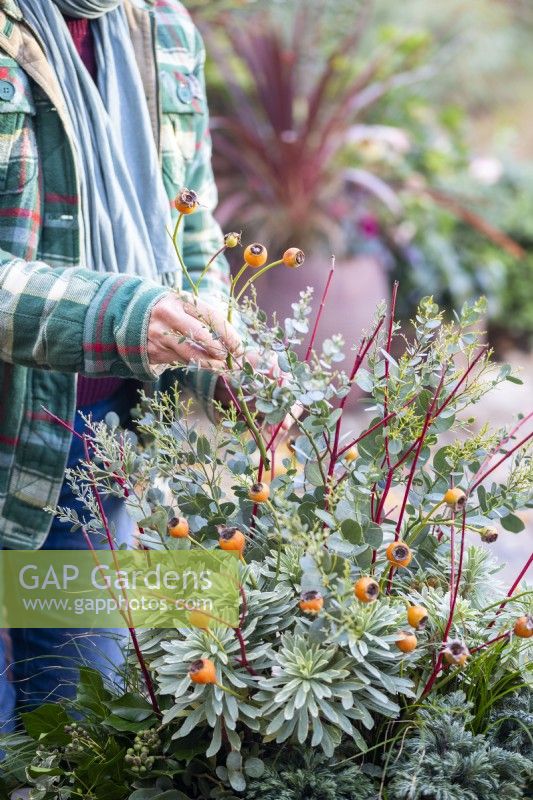 Woman placing Rose hips in shallow container with Cornus sprigs, Eucalyptus sprigs, Euphorbia, Carex, Ivy and Chamaecyparis
