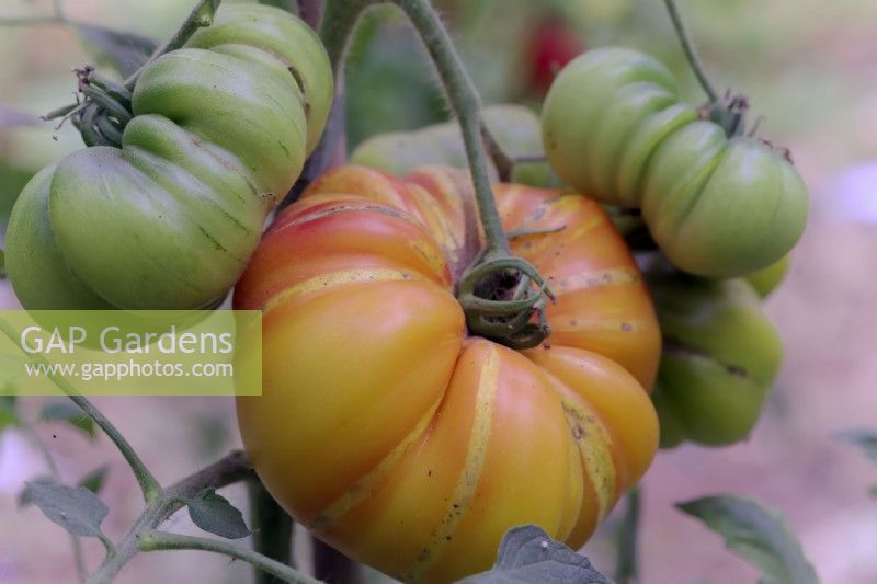 Heritage Beefsteak Tomato - Solanum lycopersicum Cotelee Jaune