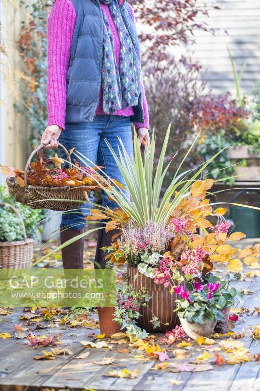 Container planted with Phormium 'Tenax', Callunas, Ivy, Beech sprigs and Rowan - Sorbus berries with smaller pots planted with Ivy and Cyclamen with leaves scattered across the deck with woman holding a wicker basket