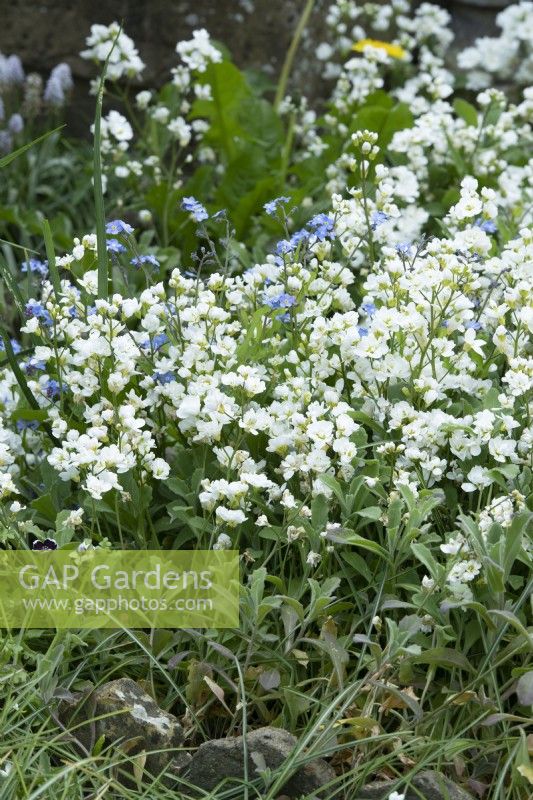 Arabis alpina subsp. caucasica 'Flore Pleno' - Snow in summer, Mountain Rock Cress, growing with self-seeded forget-me-nots. April.