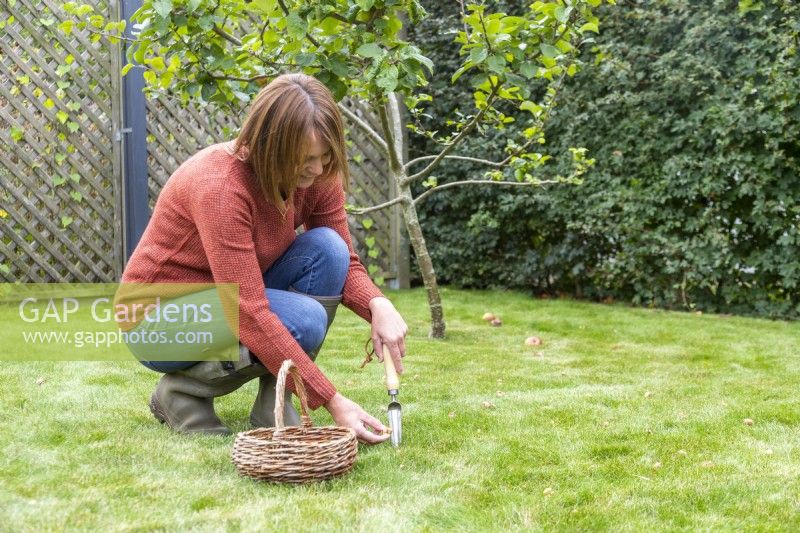 Woman planting Crocus tommasinianus bulbs in lawn