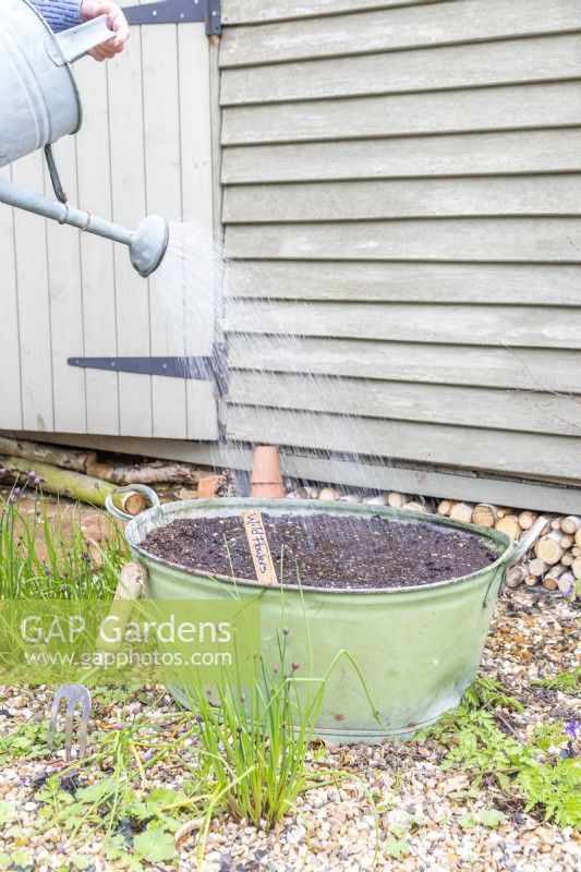 Watering large metal basin planted with wildflower seeds