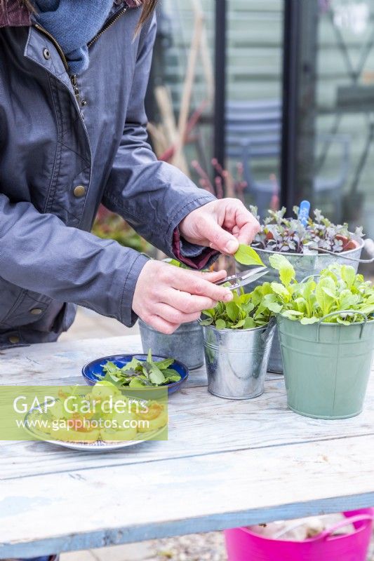 Woman using small metal snips to pick salad leaves