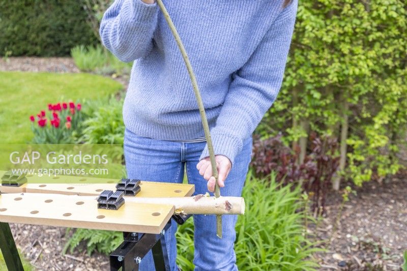 Woman pushing smaller birch stick through the holes in the larger stick