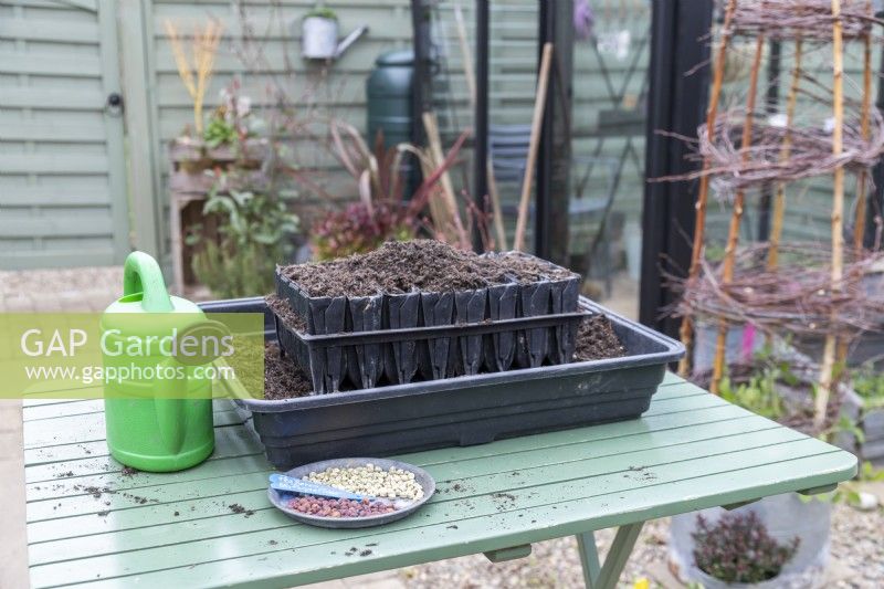 Pea 'Serge' and 'Purple Podded' seeds with root trainers, compost and watering can