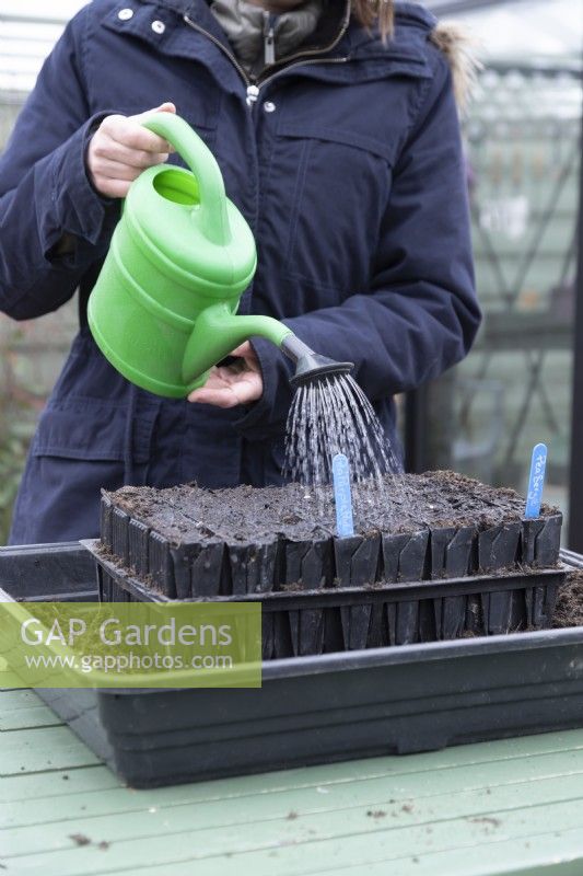 Woman watering newly sown peas