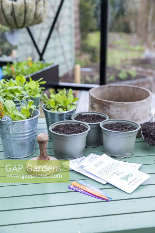 Salad leaf - Oriental Mix, Salad Rocket and mixed Spicy salad leaves seeds laid out on table with pots ready to be sown