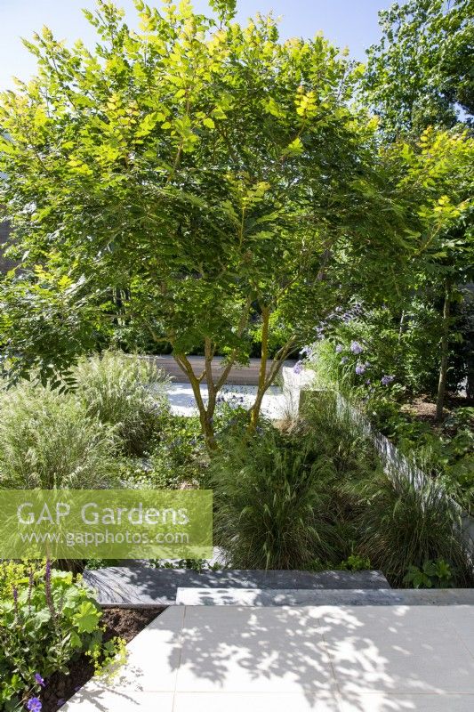 Amelanchier lamarckii and Molinia caerulea subsp. arundinacea 'Transparent' in modern garden bed