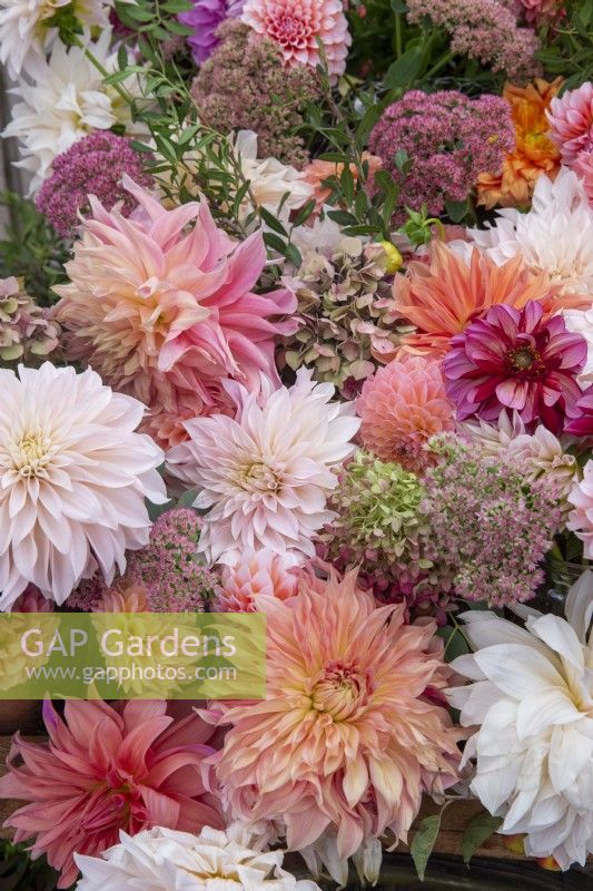 A cut flower floral display of different varieties of Dahlias in autumn