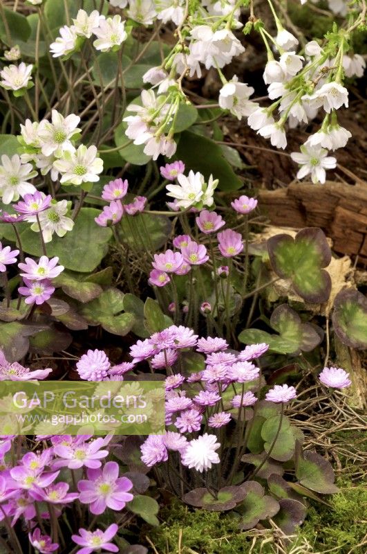Hepatica japonica, Hepatica nobilis 'Pink' and a blooming branch of Prunus incisa 'Kojou-no-mai' on early spring border in woodland garden. April