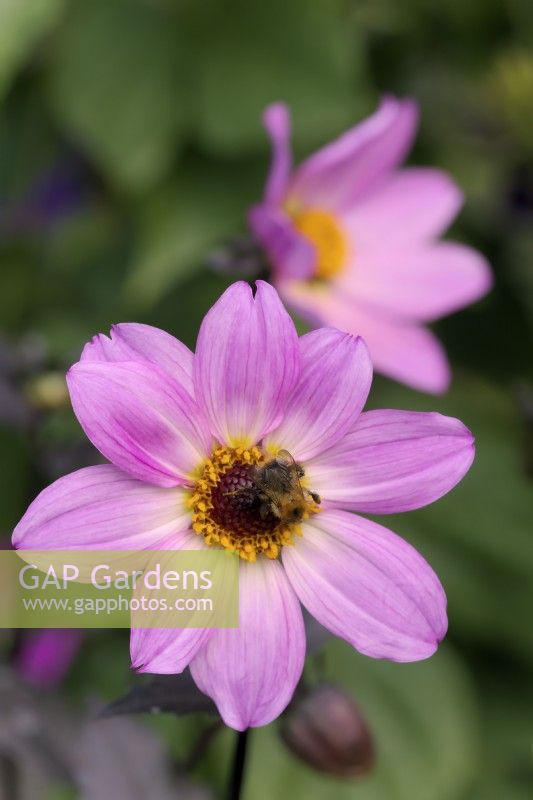 Dahlia Perfect Partner with Bombus pascuorum - common carder bee
