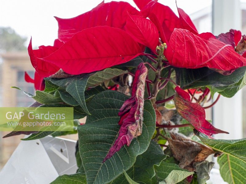 Christmas poinsettia showing leaf damage and drop