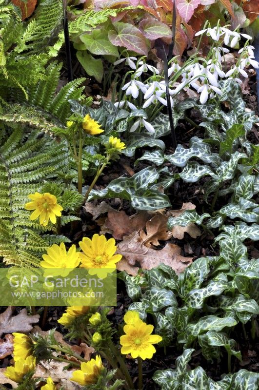 Early spring woodland border with Dryopteris wallichiana, Adonis amurensis, Arum italicum 'Marmoratum', Galanthus 'Silverwells' . March