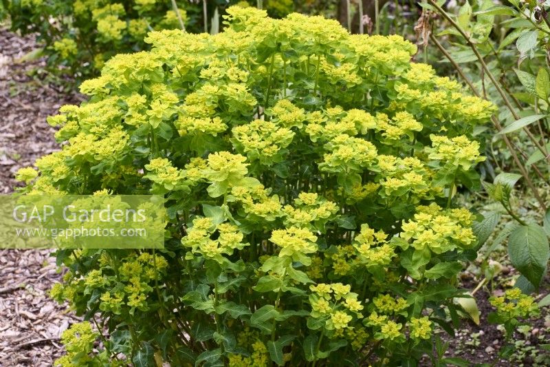 Euphorbia polychroma 'Midas'