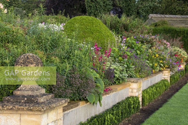 A low wall with round stone finial retains the raised walk border at Bourton House Garden, Gloucestershire. Against the wall is a low hedge of Euonymus japonicus 'Green Spire'.