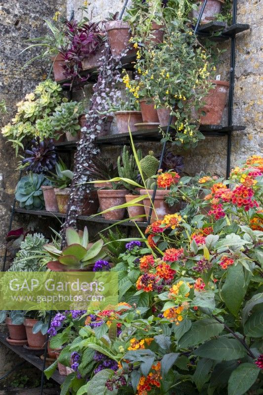 A wall display of succulents, cacti and foliage plants in terracotta pots with lantana in front.